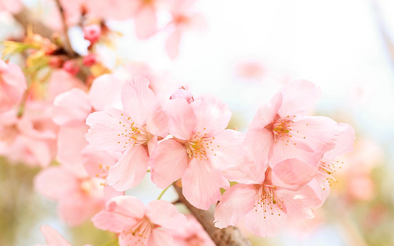 高效应急处理策略大揭秘（危机管理专家给你支招）