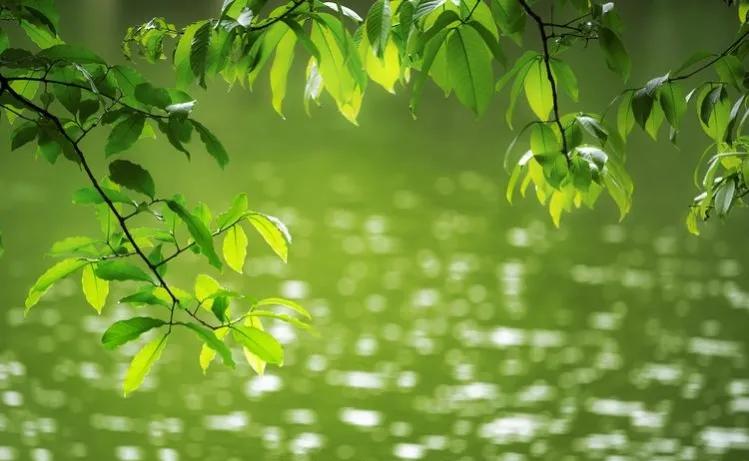 夏日送清凉创意文案（清凉一夏的优美句子）
